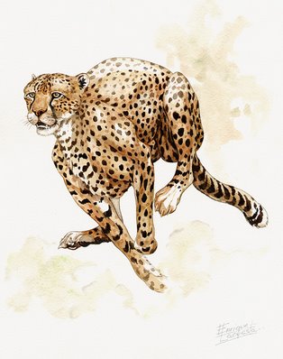 Cheetah Watercolor 2
