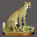 Cheetah Full Mount