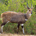 Chobe Bushbuck
