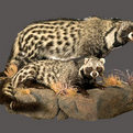 African Civet Full Mount