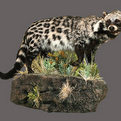 African Civet Full Mount