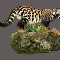 African Civet Full Mount