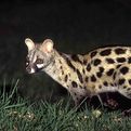 Common Genet