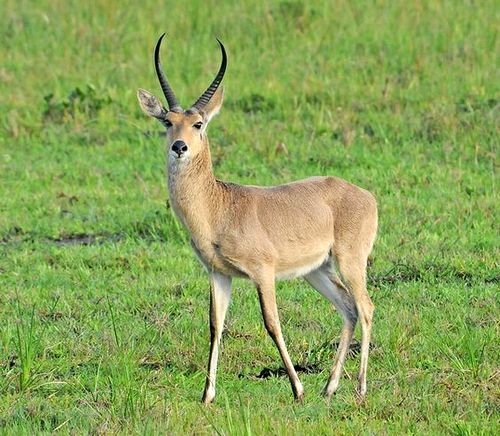 Common Southern Reedbuck