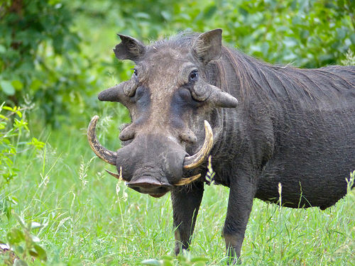 Common Warthog