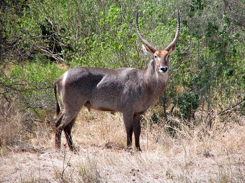 Common Waterbuck