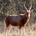 Copper Blesbok
