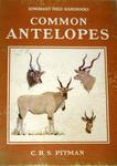 Common Antelopes
