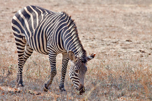 Crawshay's Zebra