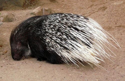Crested Porcupine