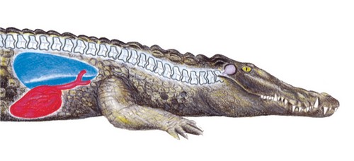 Crocodile Shot Placement