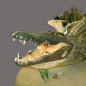 Crocodile Full Mount