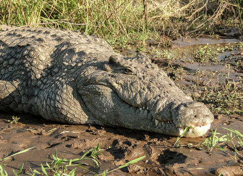 Nile Crocodile