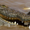 Nile Crocodile