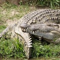 Nile Crocodile
