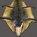 Crocodile Rug Mount