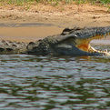 Nile Crocodile