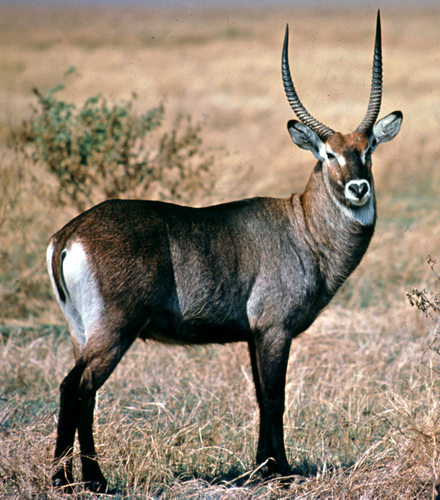 Defassa Waterbuck