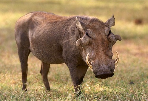 Desert Warthog