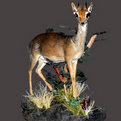Dik-Dik Full Mount