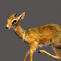 Dik-Dik Full Mount
