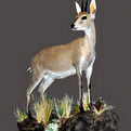 Southern Bush Duiker Full Mount