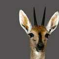 Southern Bush Duiker Shoulder Mount