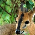 East African Bush Duiker