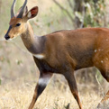 East African Bushbuck