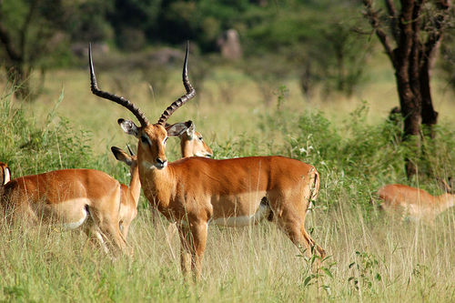 East African Impala