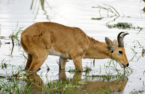 Eastern Bohor Reedbuck
