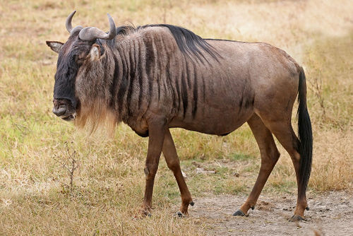 Eastern White-Bearded Wildebeest