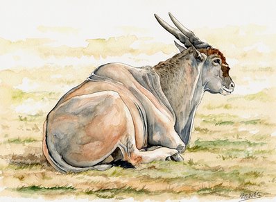 Eland Watercolor
