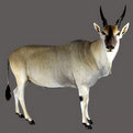 Eland Bull Full Mount