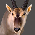Eland Bull Shoulder Mount