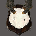 Eland Bull Skull Mount
