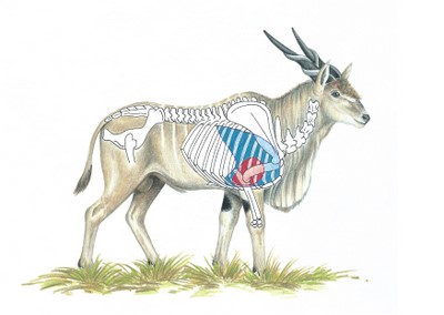 Eland Shot Placement