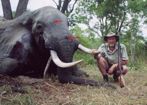 Elephant Bullet Placement