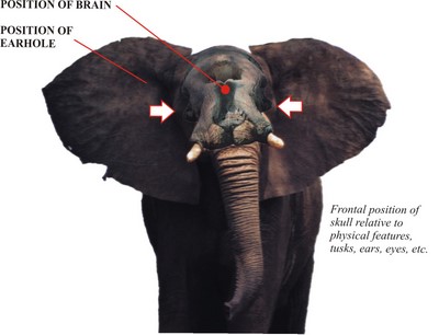 Elephant Shot Placement