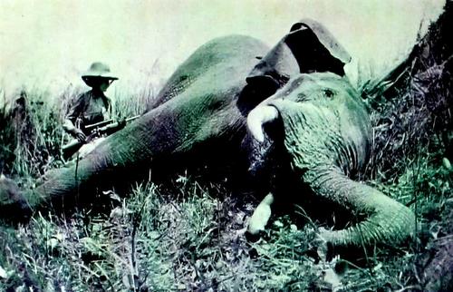 Elena Di Francia, Duchessa D'Aosta Elena Di Francia, Duchessa D'Aosta