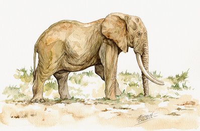 Elephant Watercolor 1