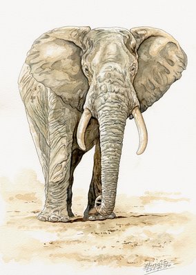 Elephant Watercolor 2