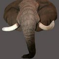 Elephant Shoulder Mount