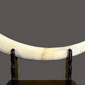 Elephant Ivory Pedestal