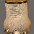 Elephant Foot