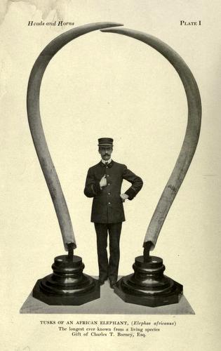 Elephant Tusks from The New York Zoological Park Elephant Tusks from The New York Zoological Park