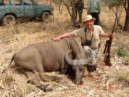 Dwarf Forest Buffalo
