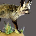 Bat-Eared Fox Full Mount