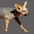 Cape Fox Full Mount