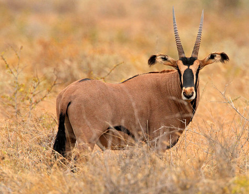 Fringe-Eared Oryx